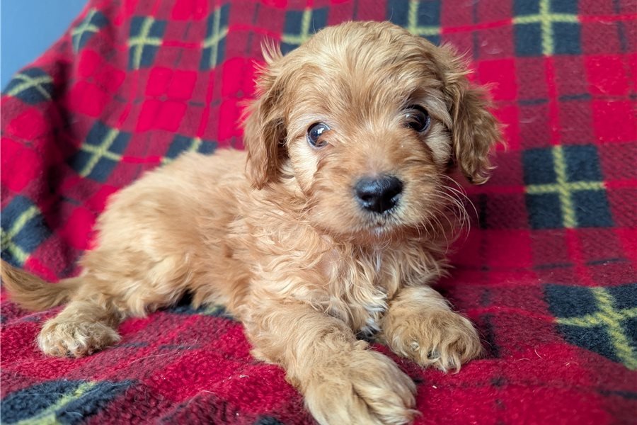Milo