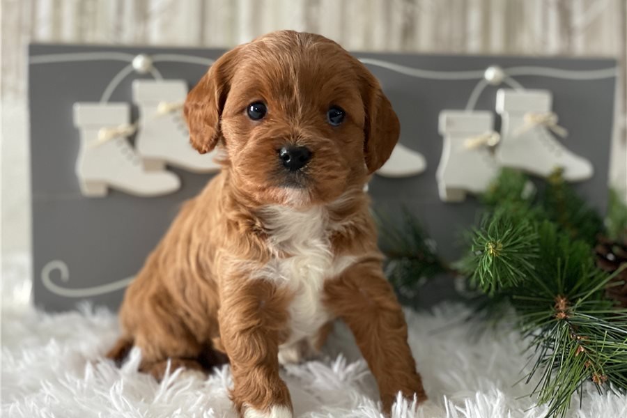 Rosie