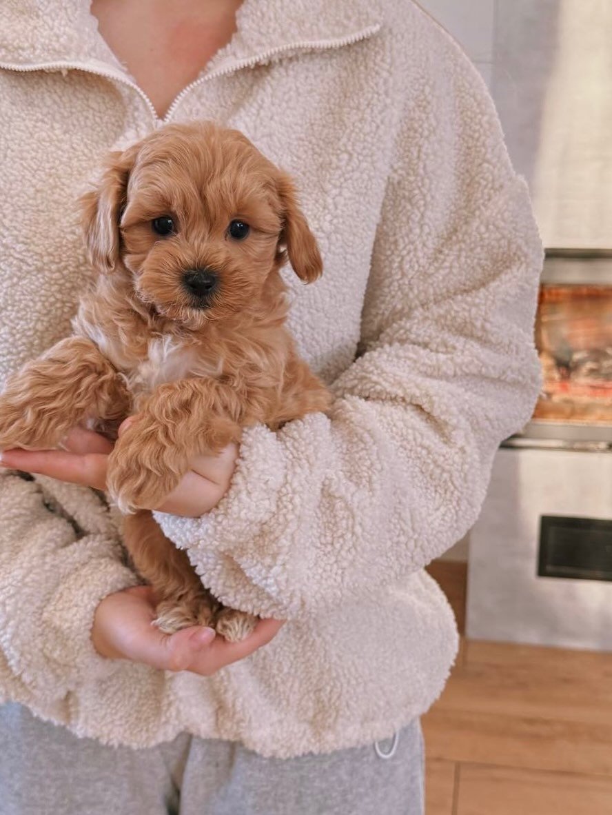 Mimi