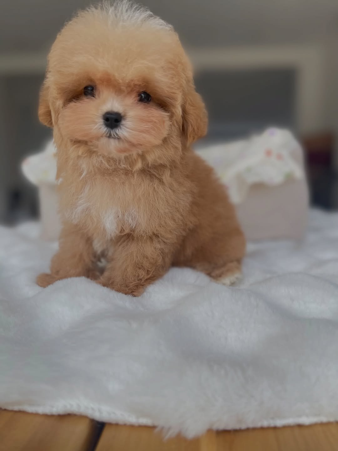 Lola