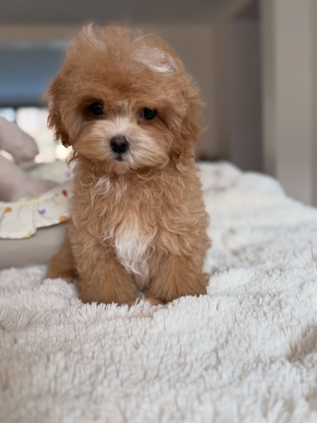 Finn
